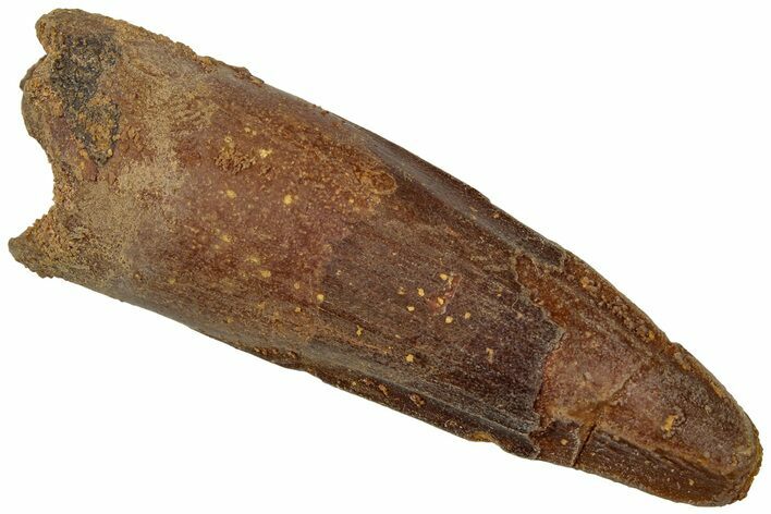 Fossil Spinosaurus Tooth - Real Dinosaur Tooth #310821